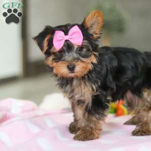 Bella, Yorkie Puppy